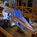 The Story Behind Echo the Whale and his Skeleton