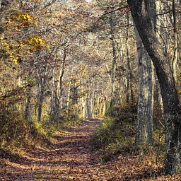 Snapshots to Stunning: iPhone Photography Workshop