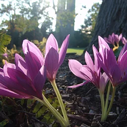 Bulb Lasagna Workshop: Layering for Spring