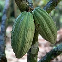 Taste of Terroir: Experience the Flavors of Chocolate