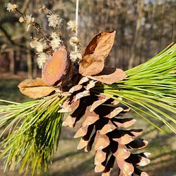Making Natural Holiday Decorations!