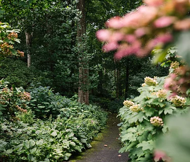 Garden & Estate Insider: Beech Leaf Disease