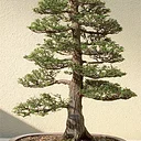 2026 The Art of Bonsai: August-Thursday