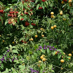 Director’s Garden & Estate Walk: Autumn Color, Flowers, and Fruits