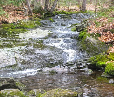 Uncover the Hidden Critters of Silver Brook