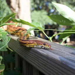 Snake Feeding Program