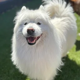 Annual Samoyed Meet Up