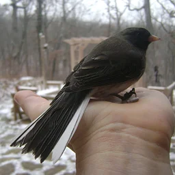 Winter Backyard Birding