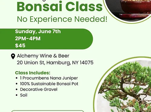 Bonsai Class by Ashton Ferns