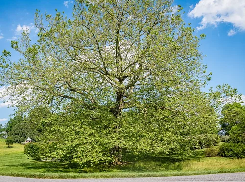 Garden & Estate Insider: Beyond the Sycamore Tree