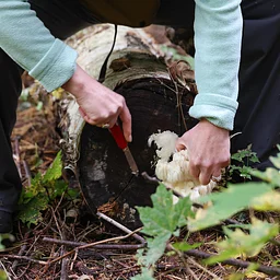 Wild Mushroom Foray