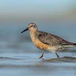 Chapin Beach Birding with MJ Foti & Dann Jung