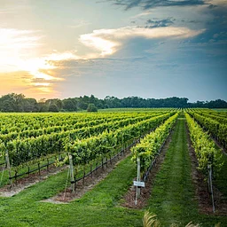 Sunset Cocktail Party with Southold Free Library
