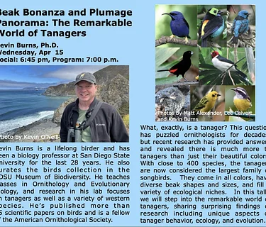 Beak Bonanza and Plumage Panorama: The Remarkable World of Tanagers