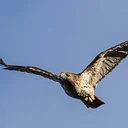 Hawk Watch