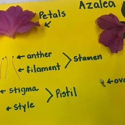 Flower Power: Botany + Art
