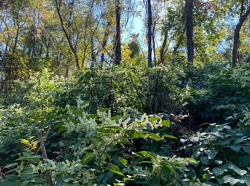 Stewardship Days – Hays Woods Park