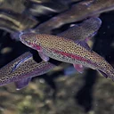 Fishes of the Southern Appalachians