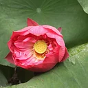 Flowering Plants – Part 2