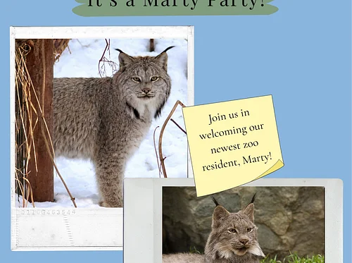 March Member Event: Marty Party with the Lynx!