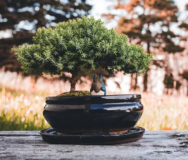 Austin Bonsai Society April Meeting