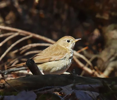 Evening Bird Walk (July 9)