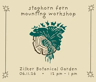 Staghorn Fern Mounting Workshop