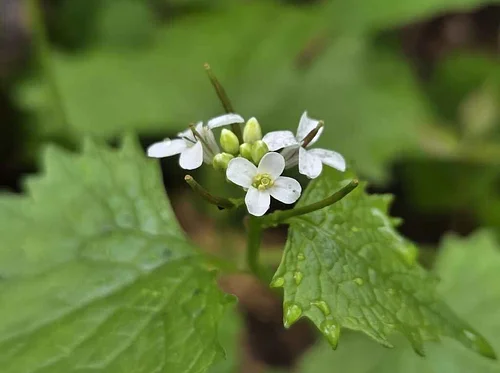 AARP 50+ Walk Series: Invasive Species at Bethel Green
