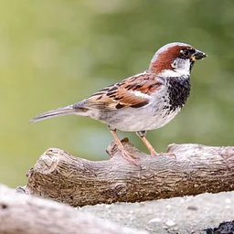 Little Birds, Big World: Meet Green-Wood’s Sparrows