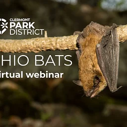 Ohio Bats: Webinar
