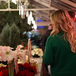 Poinsettias After Dark