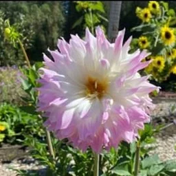 Dahlia Dig-Up at the Heritage Garden