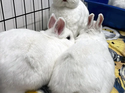 BunnyFest: Spring is in the Hare