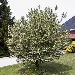 Trees and Shrubs Planting & Maintenance 101