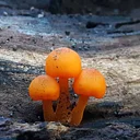 AARP 50+ Walk Series: Frightful Fungi at DMH