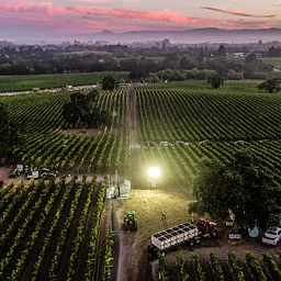 DREAM FIELD: SUNSET SILENT DISCO DANCE PARTY