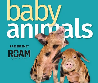 Baby Animals: April 18th-May 10th