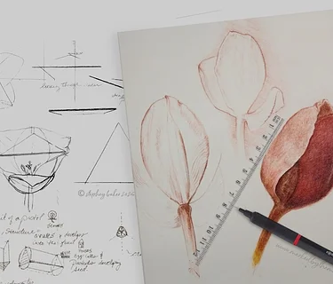 Drawing Tulips: A Study of Form, Light, and Observational Wonder