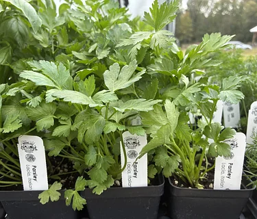 Sip & Create: Container Herb Garden with Nourishing Acres Farm