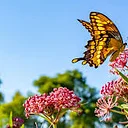 Butterflies of the Creek Canoe