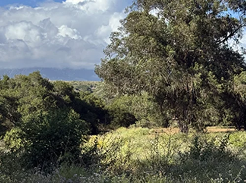 5th Annual CAC Multi-Chapter Paint/Sculpt-Out at Douglas Family Preserve