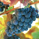 Pinot Noir Grape Class & Tasting!