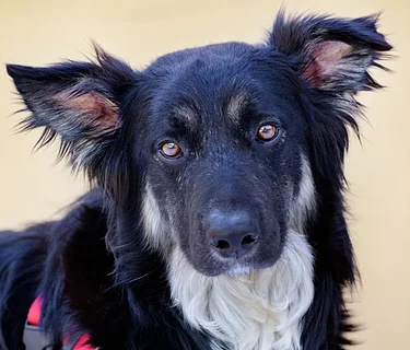 Dogs Enjoy Afternoon Reading (D.E.A.R.) (6/14/2026)