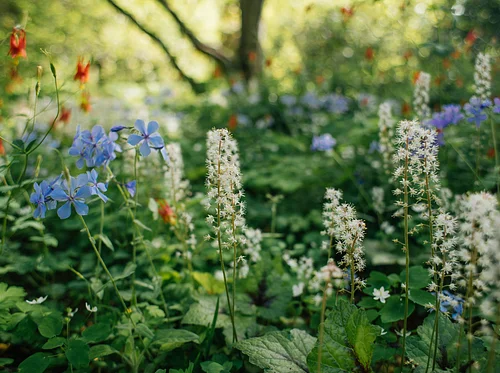 Guiding Naturalistic Gardens into Maturity