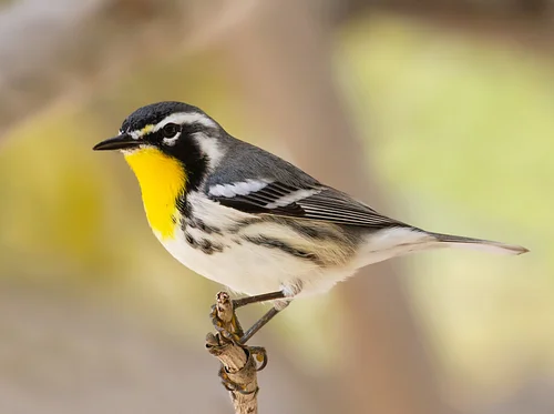 Make it Count for the Birds: Dawn Chorus 5:30am