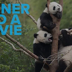 Dinner and a Movie: Pandas