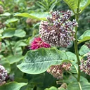 Native Planters