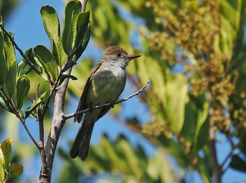 El Corazon Garrison Creek