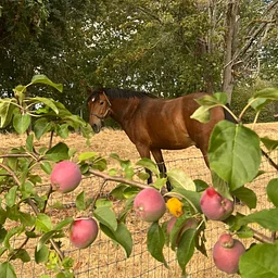 Pumpkins and Ponies 2026 - October 10