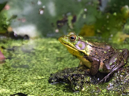 Nature Explorers – Amphibians